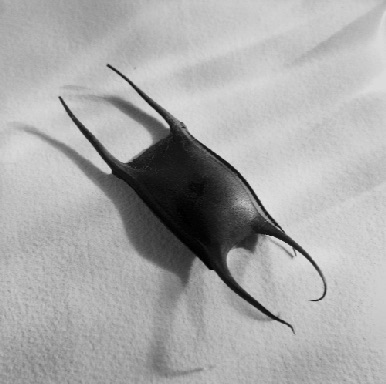MERMAID'S PURSE