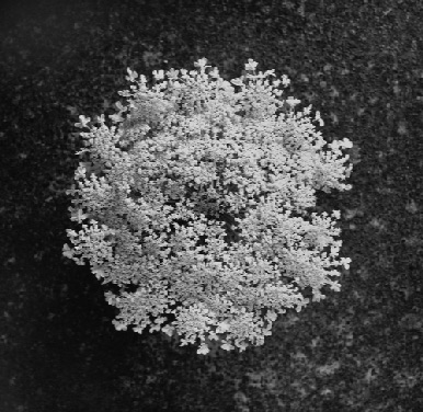 QUEEN ANNS LACE