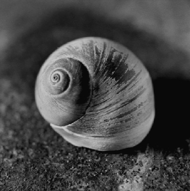 SNAIL SHELL