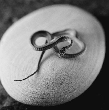 SNAKE