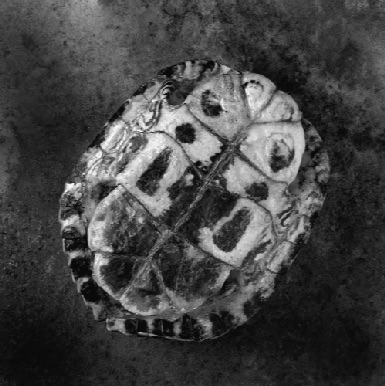 TURTLE SHELL